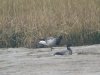 Pale-bellied Brent Goose at Two Tree Island (Steve Arlow) (77424 bytes) Pale-bellied Brent Goose at Two Tree Island (Steve Arlow) (77424 bytes)
